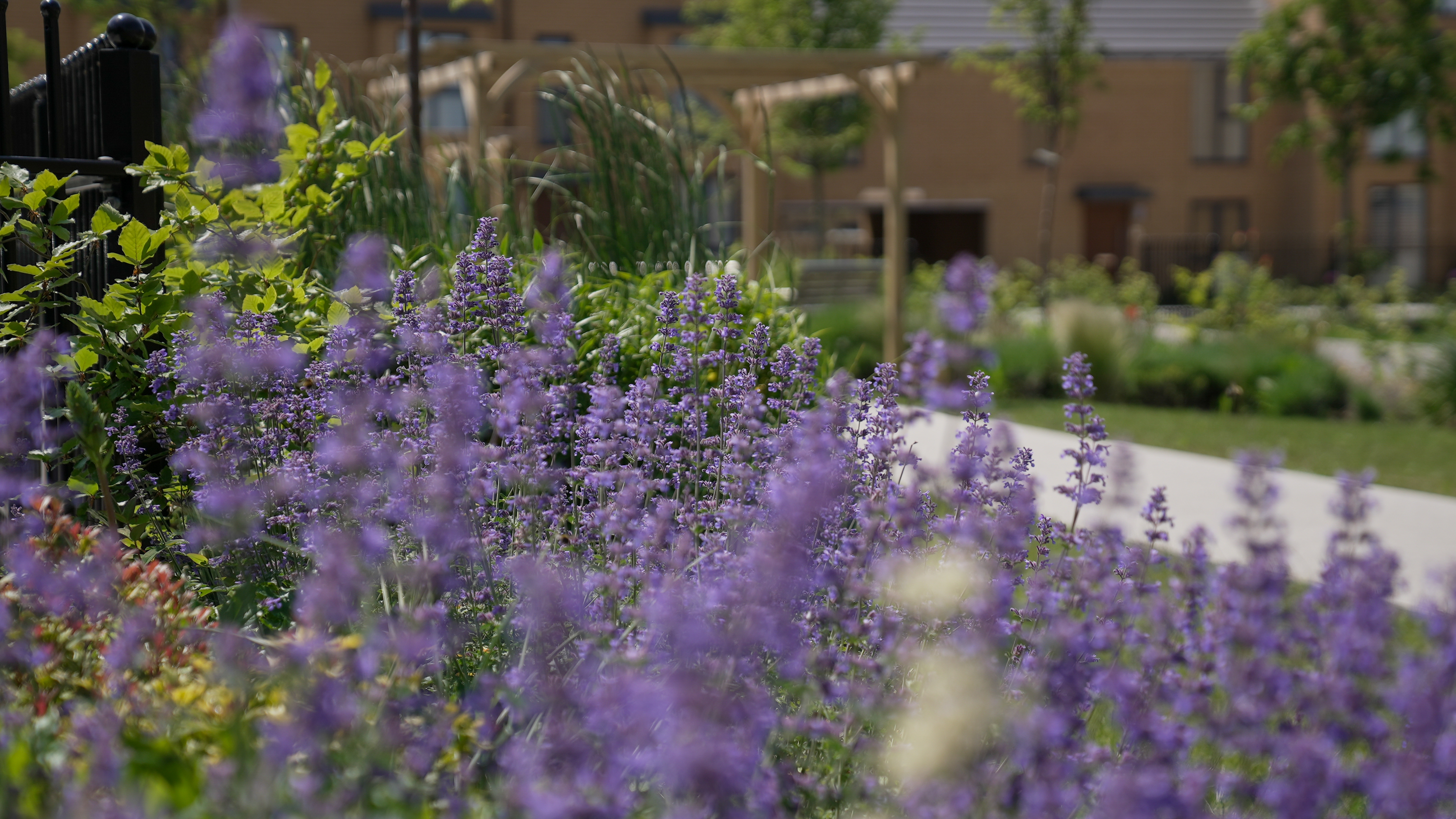 Landscaping of purple flower