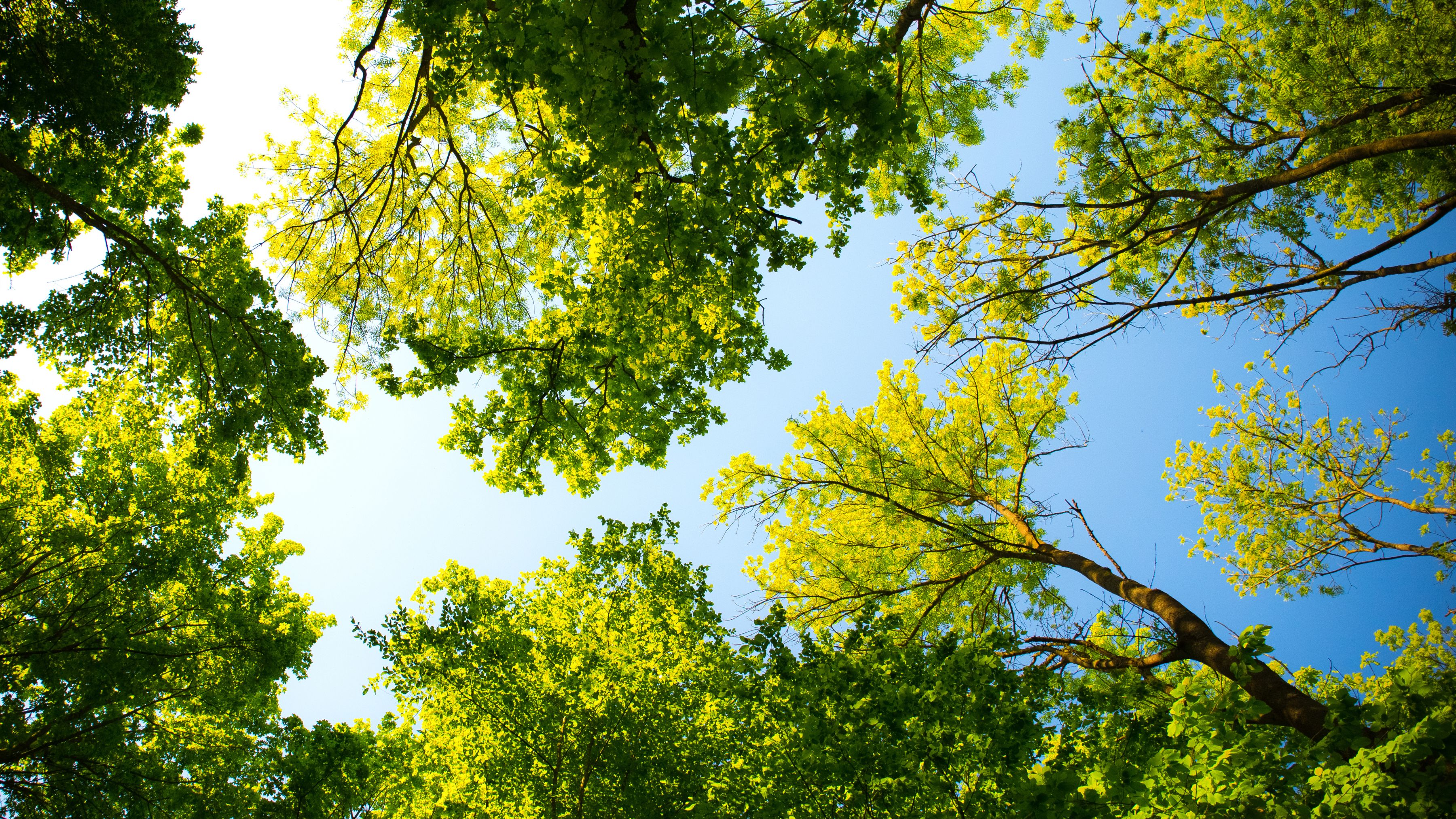 photograph of trees from below