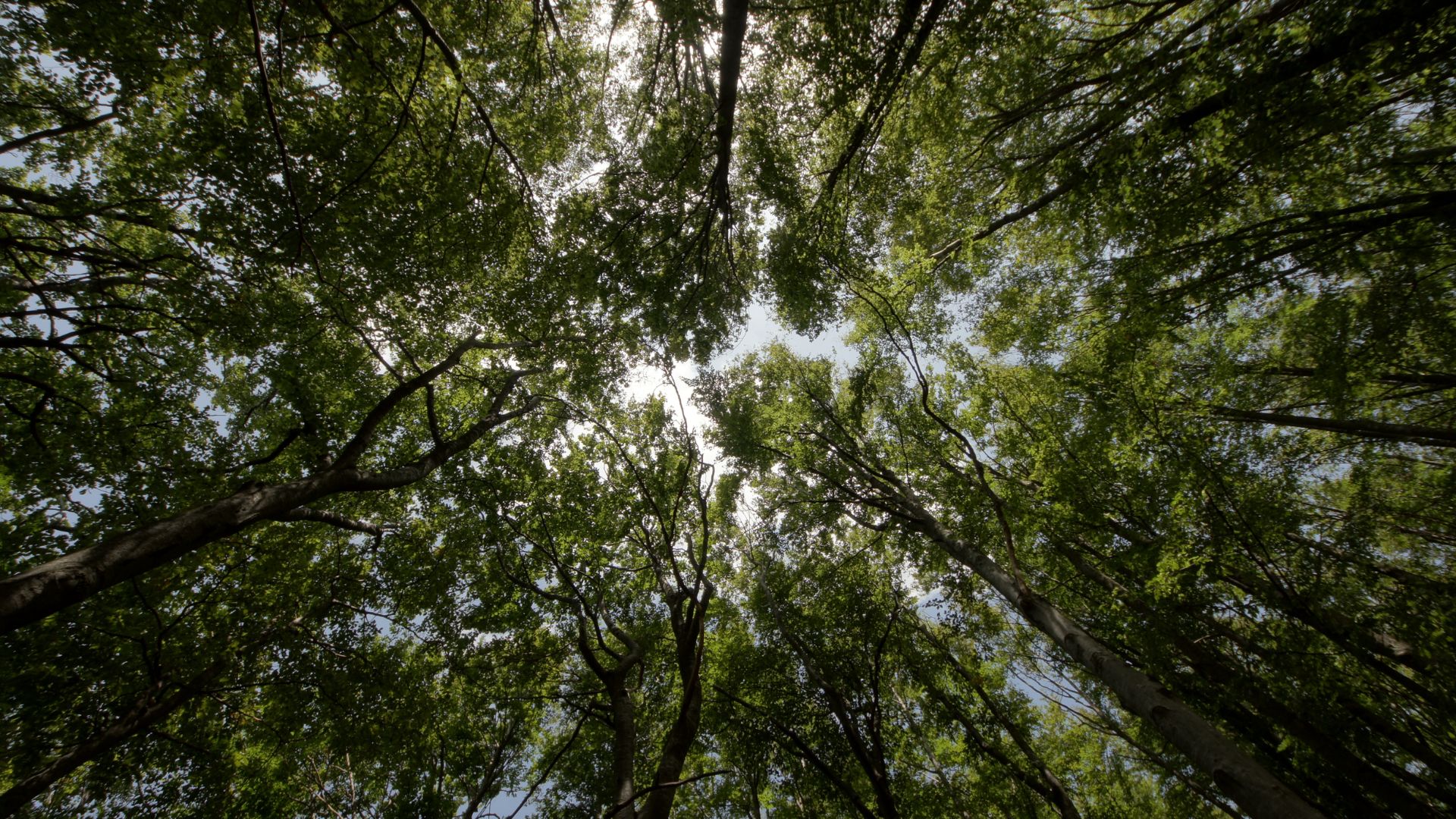 Image of trees