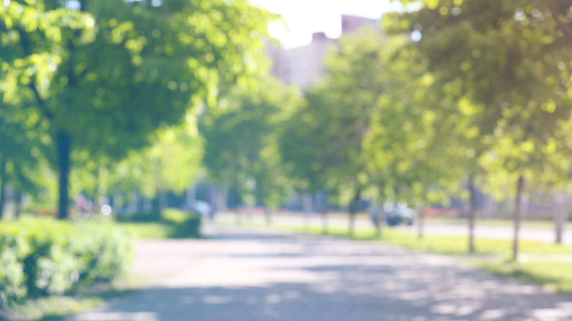 Decorative stock image of trees lining a footpath