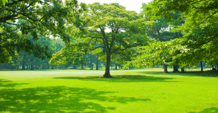 Stock image of park with trees and green grass