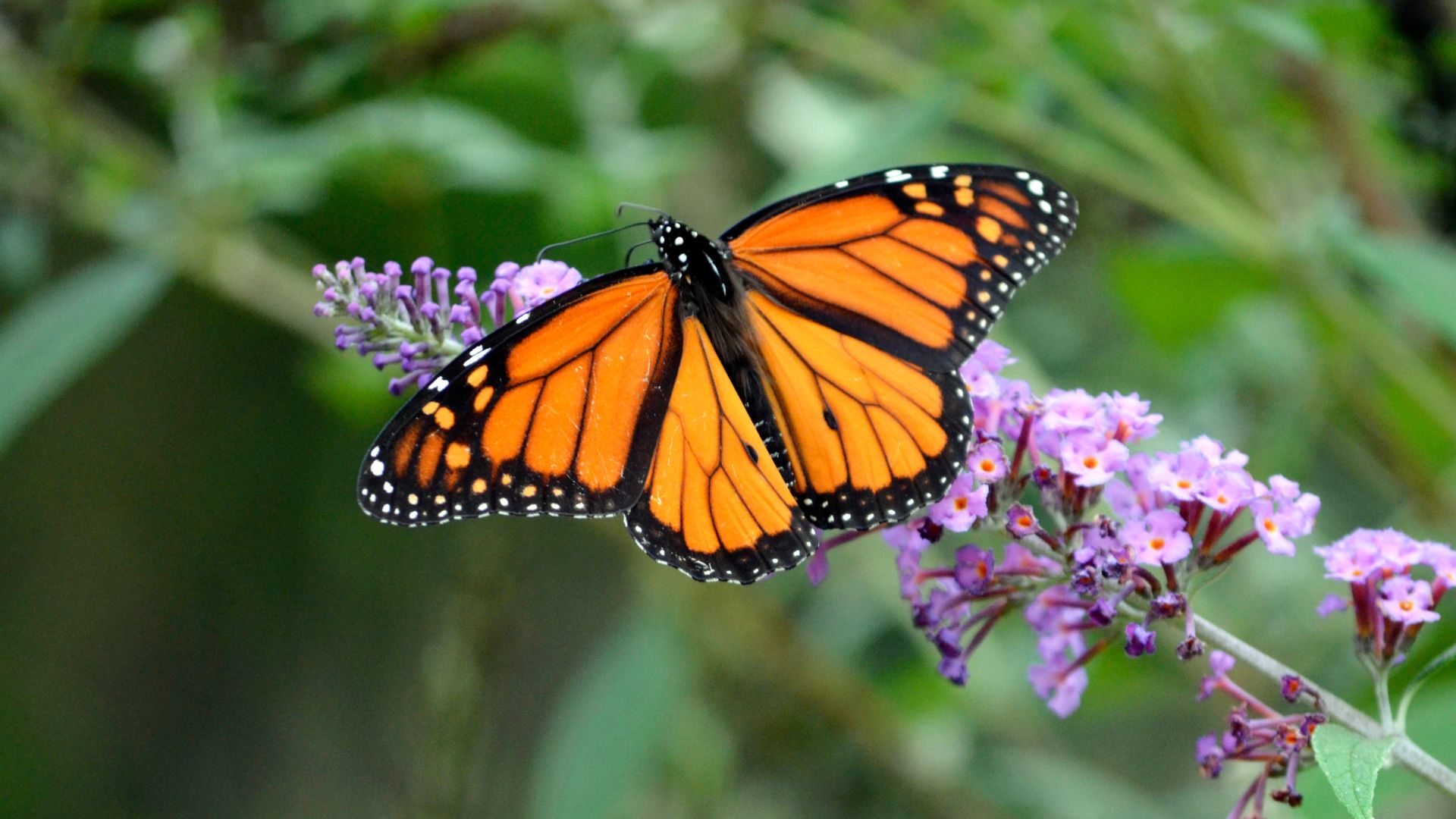 Stock image of butterfly