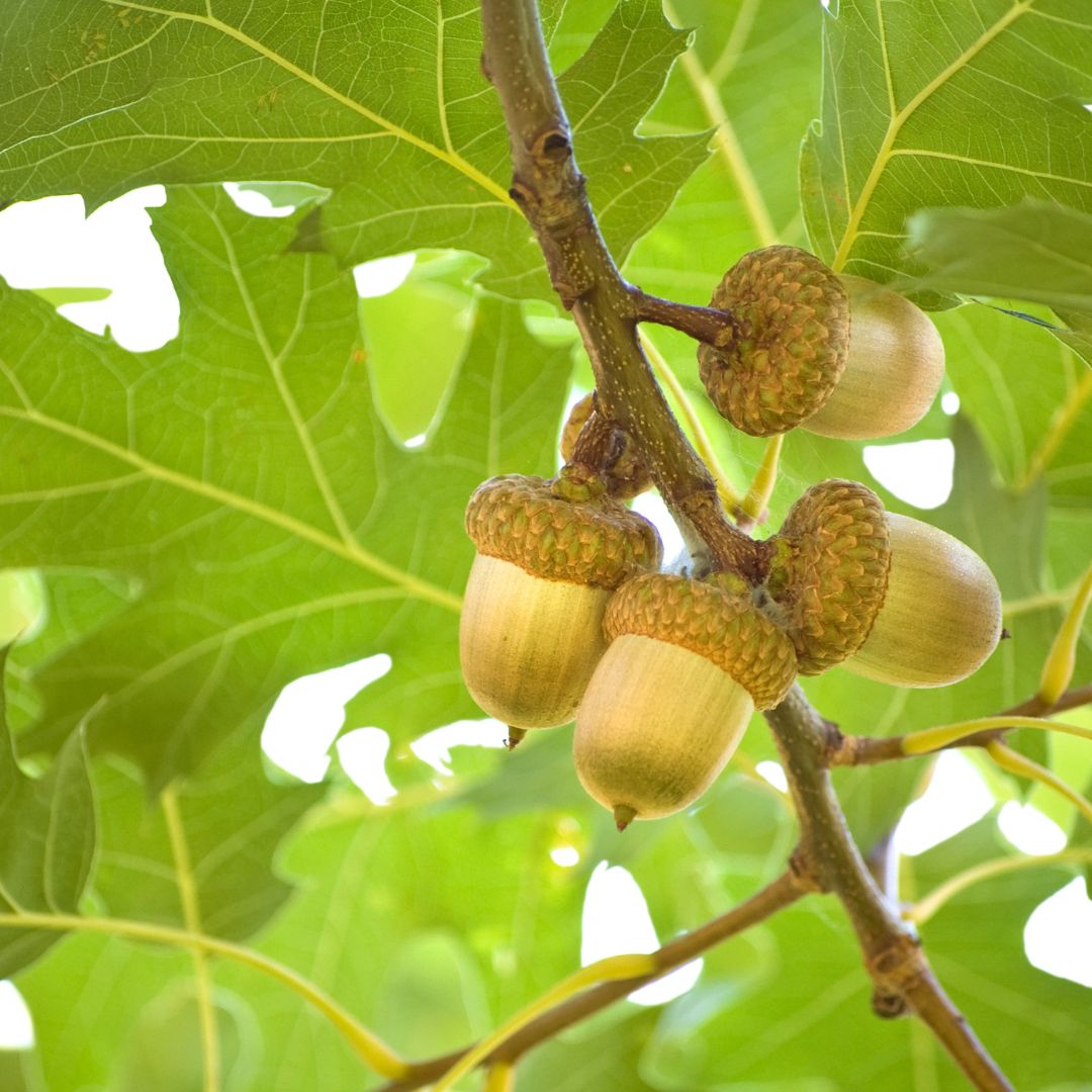 Image of acorn tree with four acorns